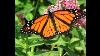 Monarchs U0026 Milkweed A Summer Backyard Series Presentation Sponsored By The Pittsburgh Foundation